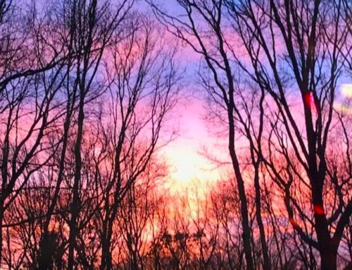 Colorful Sky Through The Trees
